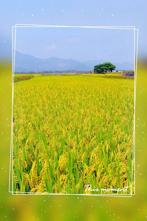 七月金风吹稻浪,风调雨顺谷盈仓.