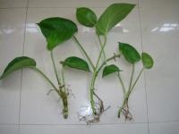 作为来自热带和亚热带的植物,绿萝具有性喜湿热,最佳生长温度在20