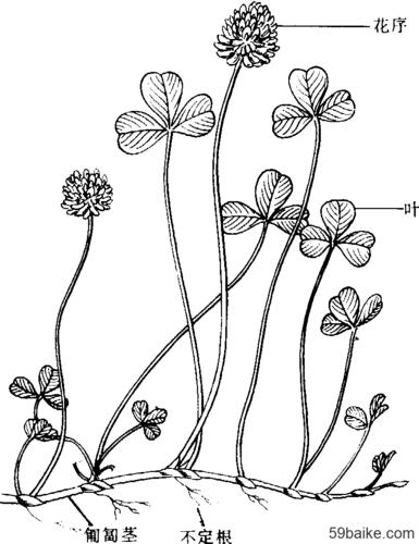 匍匐型草类 (白三叶)