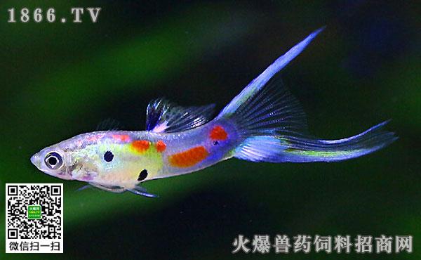 剑尾孔雀鱼