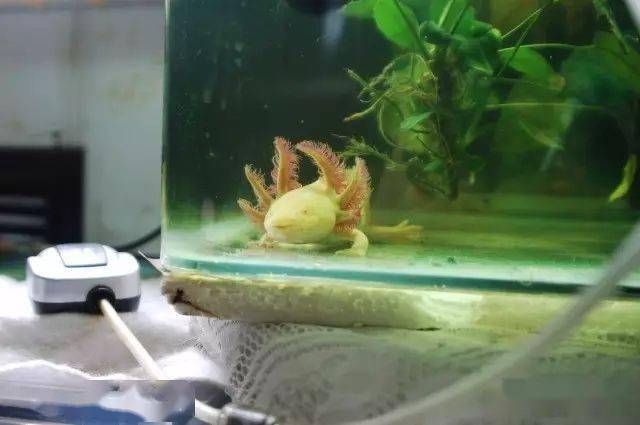 水族箱里的六角恐龙脚肿了?这些问题要注意