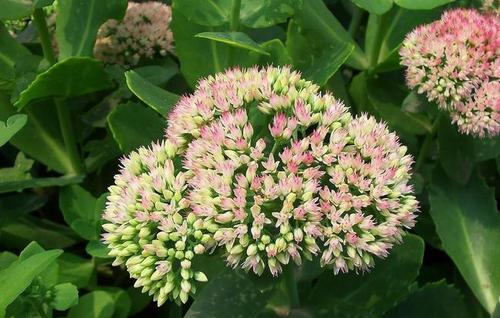 比如,《仙剑奇侠传》中主角:长卿,重楼,龙葵,紫萱,景天等,都是植物.