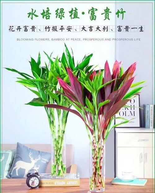 精选紫竹鸿运当头富贵竹大叶竹水培水养绿植花卉室内客厅净化空气
