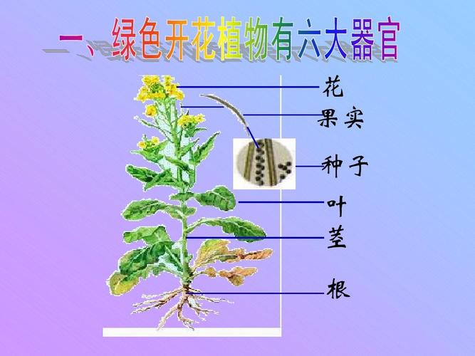 第三节 _植物体的结构层次ppt