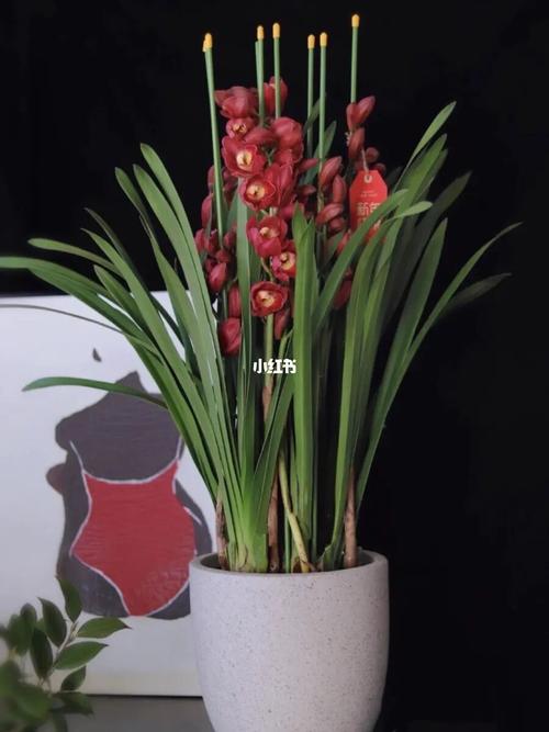 大花蕙兰养护方法