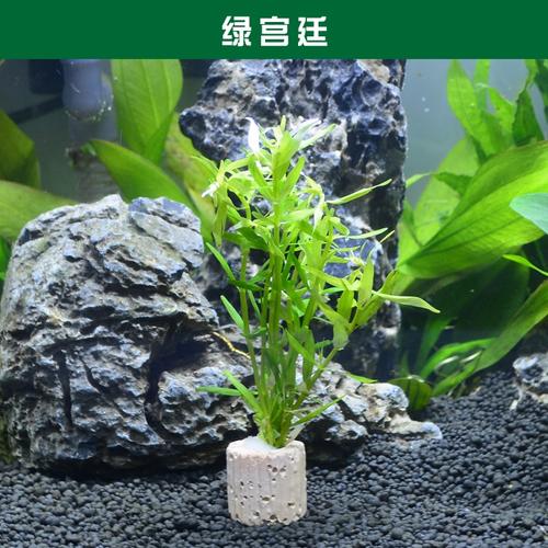 鱼缸水草陶瓷杯固定底座造景真草无土造景装饰植物四季水下小型
