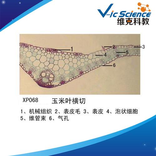 女贞叶横切 被子植物学类 中小学器材 生物切片标本 显微镜玻片