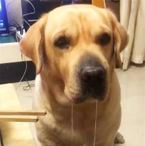 看见主人啃骨头后,狗子竟流了那么长的哈喇子:主子,我