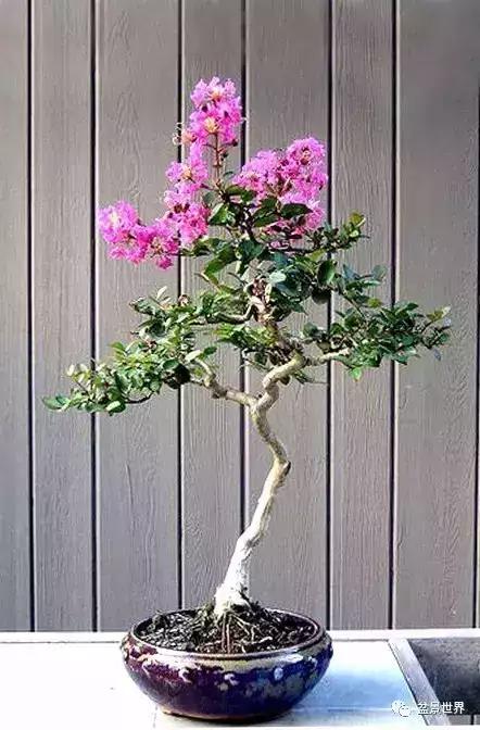 一组紫薇盆景作品欣赏 紫气东来 福星高照 好运连连