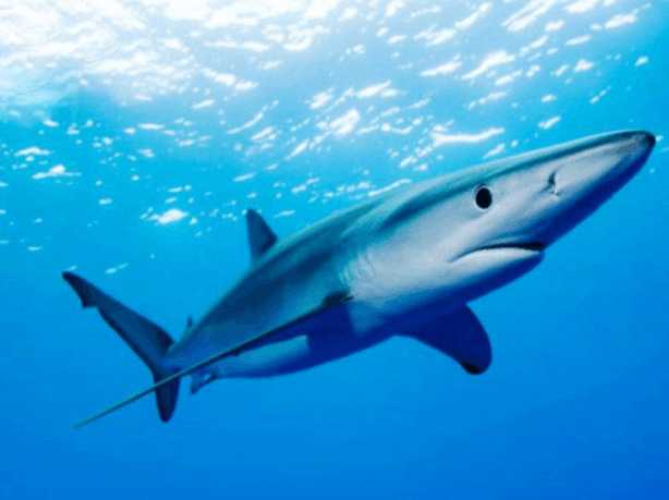 世上没人能看到一条完整的魔鬼鲨,只因为它会自我爆炸