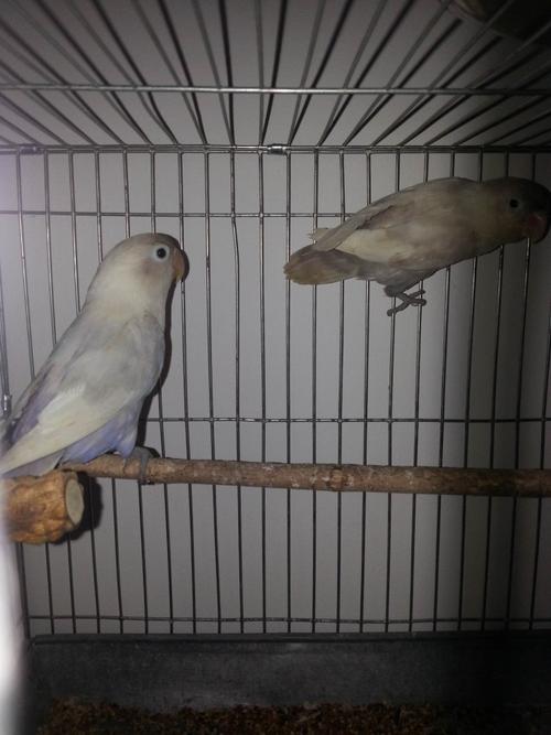 碧云天 牡丹 (已出)