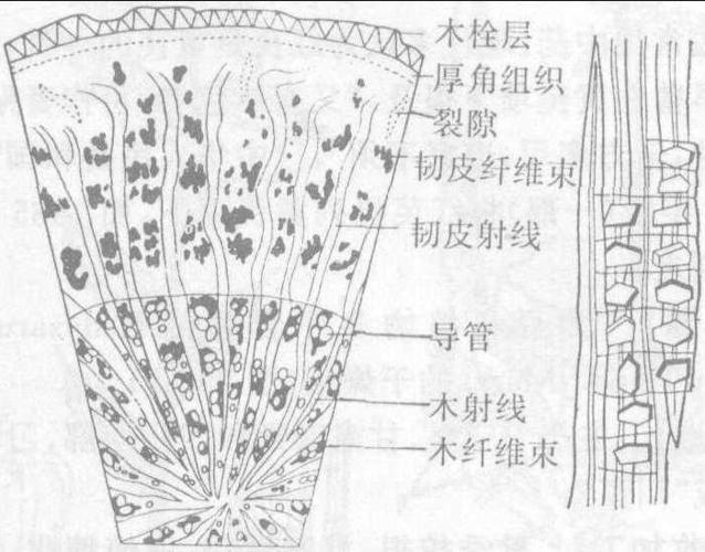 图298-2 红芪横切面简图