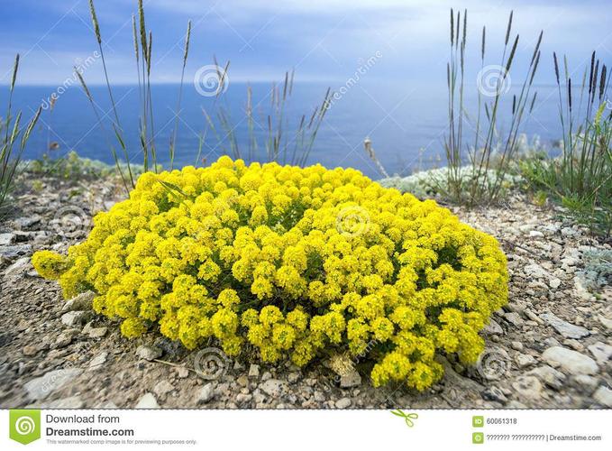 yellow alyssum 黄庭芥
