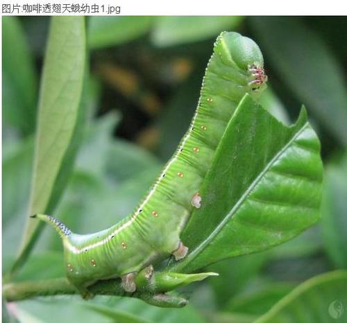 某种天蛾的幼虫 :咖啡透翅天蛾幼虫 向左转  向右转
