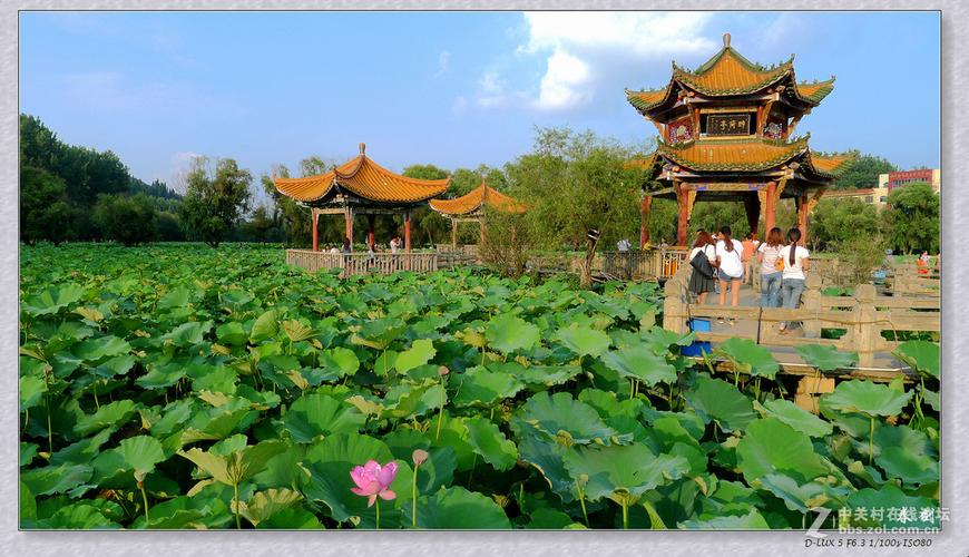 安龙招堤荷塘(续)