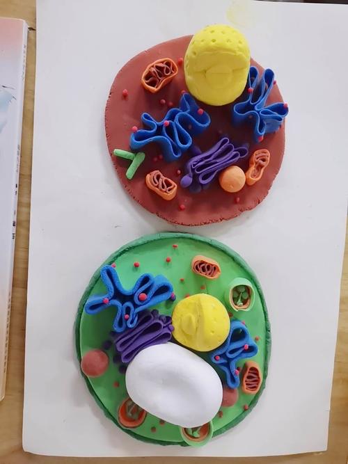 动物细胞,植物细胞结构模型制作好了,是不是很直观形象?