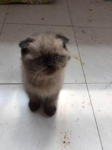 自家养纯种喜马拉雅猫