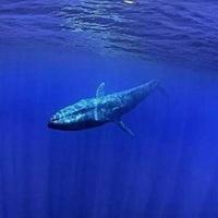 52赫兹的鲸鱼头像_微信头像图片大全