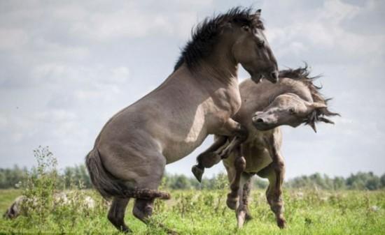 动物繁衍大全马 动物自然繁殖148集