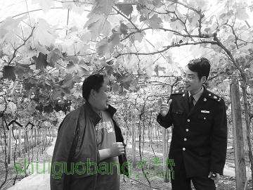 马东升弃商从农种植精品葡萄