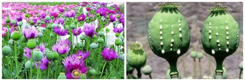 【禁毒课堂】什么是传统毒品?