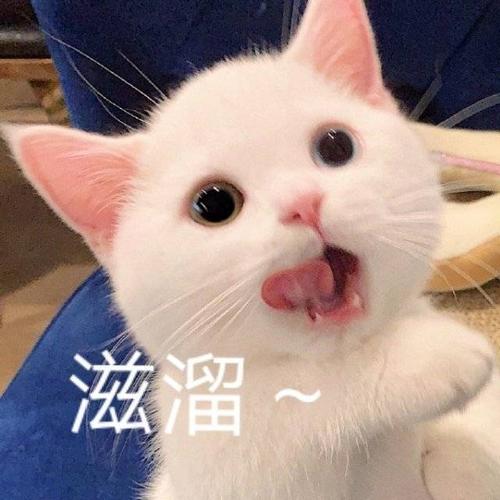 猫咪表情包,这也太可爱了吧