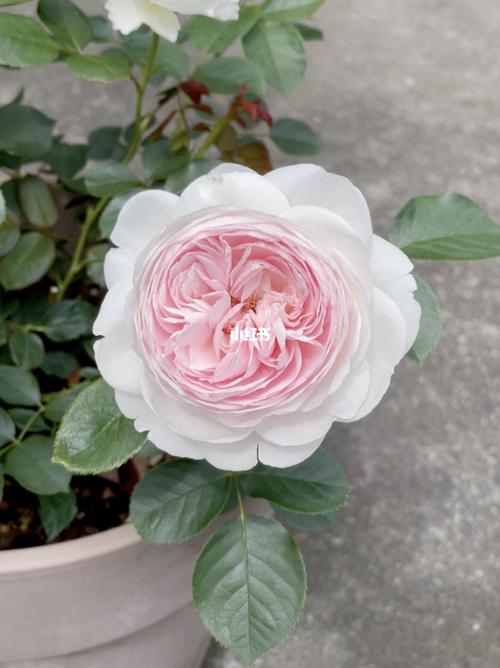 尘世天使_月季_家居家装_家居装饰