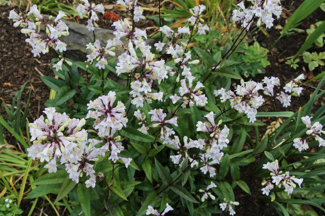 钓钟柳(penstemon campanulatus)与毛地黄钓钟柳(penstemon digitalis