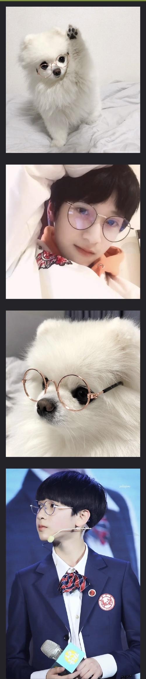 严浩翔的可爱狗塑