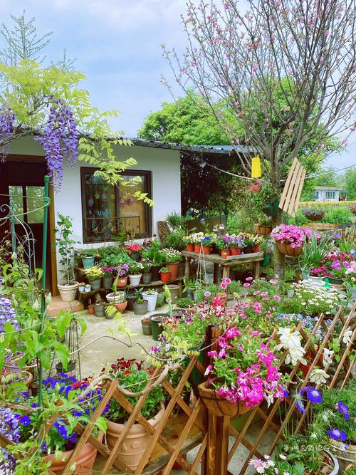 去61海蒂和噜噜的花园61定格木绣球的春天