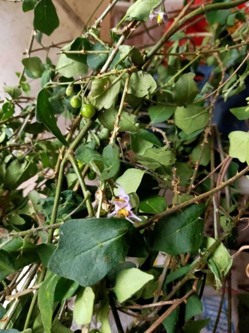 到手香禁忌-副作用 无实邪热者少用. 有挥发油,不宜久煎.