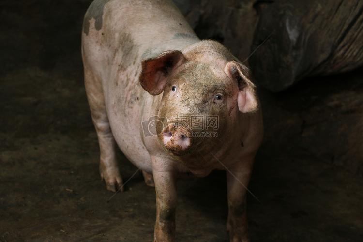 云南一户农家的猪圈高清图片下载-正版图片500332228