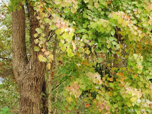 乌柏树的功效与作用