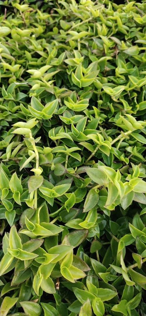 铺地锦竹草多少钱一棵铺地锦竹草价格