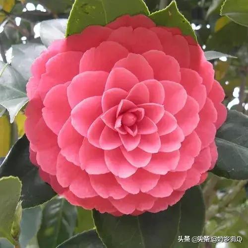 多姿多彩的漂亮茶花