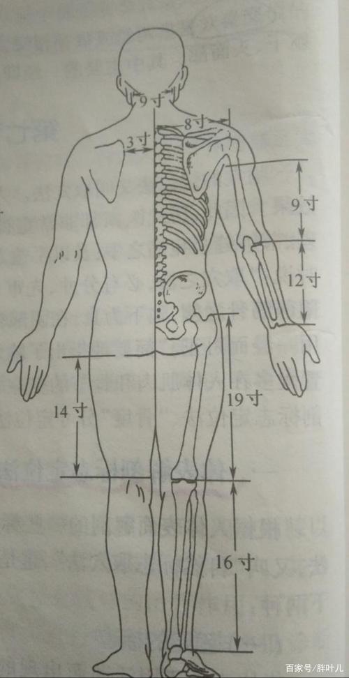 背腰部 ①起止点:大椎以下至尾骶 骨度分寸:21椎 度量法:直寸 说明:背