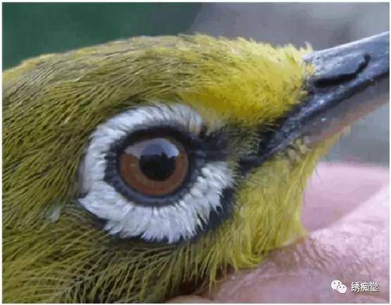 原创 绣眼鸟怎么辨别年龄