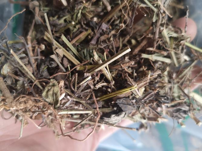 云南野生中药材老鹳草老观草五叶草