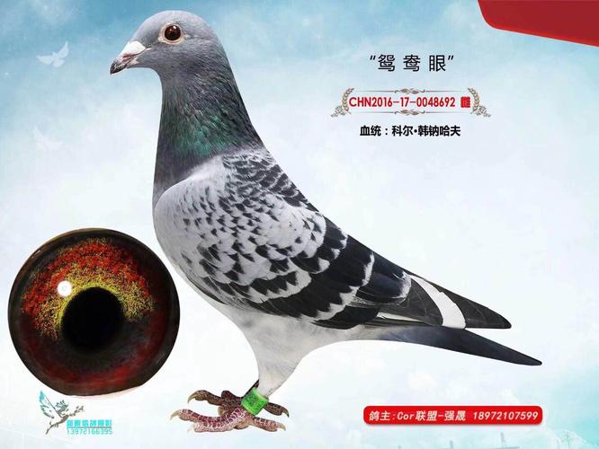 "鸳鸯眼"