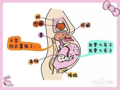 分娩前后子宫的惊人变化:看内脏被挤成了啥样