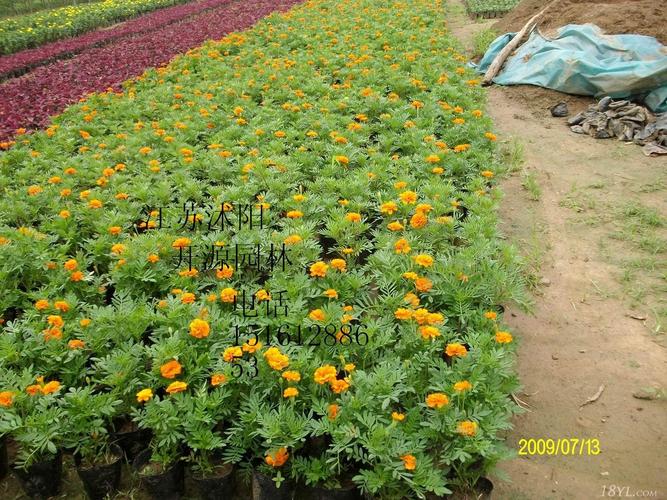 又称观花树木或花树.中国花木资源