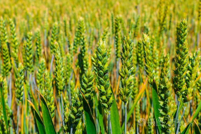 小麦或大麦穗绿色田野自然背景