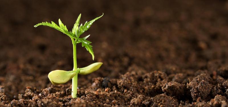 拾运网 八字 > 正文  对于命中缺土的人想要补土肯定是多和五行属土的