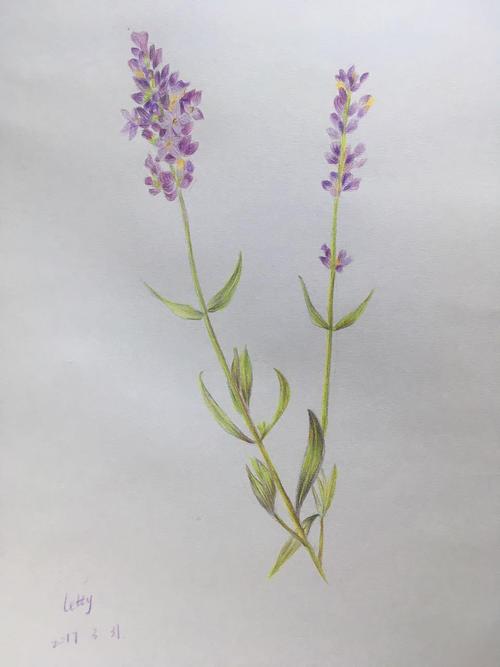 薰衣草,颜色区域小,很难画,要画的好看要很细致才行
