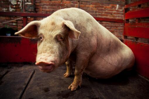 总结:猪最早在新石器时代被广泛养殖,因为猪是我国驯化较早的家养动物