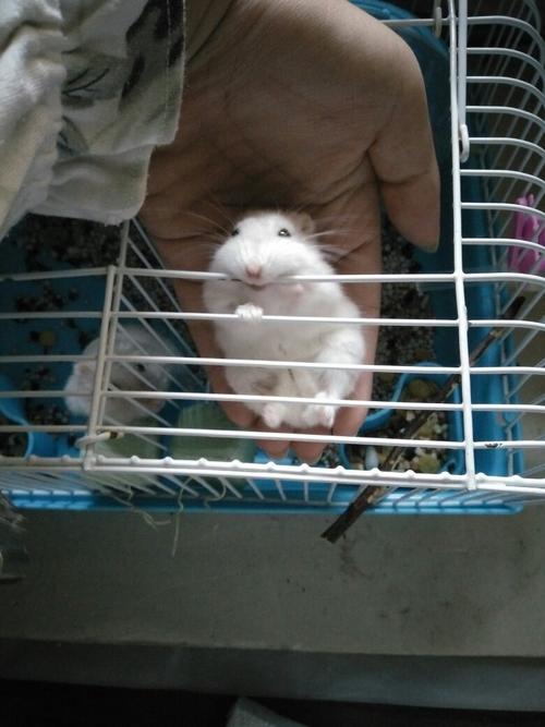 这只仓鼠是公是母? 为什么老是喜欢咬笼子?