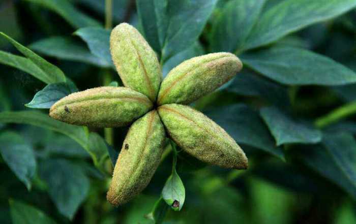 同事拍的,是什么花的果实呢? 嘻嘻!是牡丹哦!