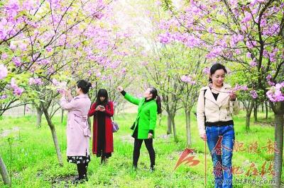 2018合肥(长丰)樱花艺术节11日启幕,5000亩樱花基地邀