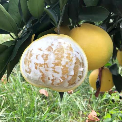保健果品葡萄柚栽培技术