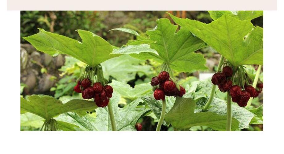 民族药:小叶莲(鬼臼)